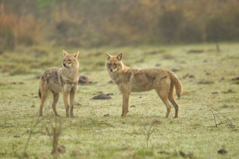 Animals in India: The Wildlife You Might See on an Indian Safari